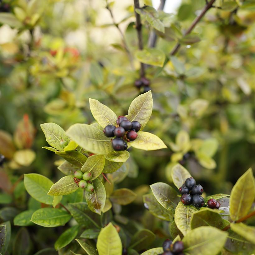 Aronia x prunifolia Viking - Aronia (Raccolta)