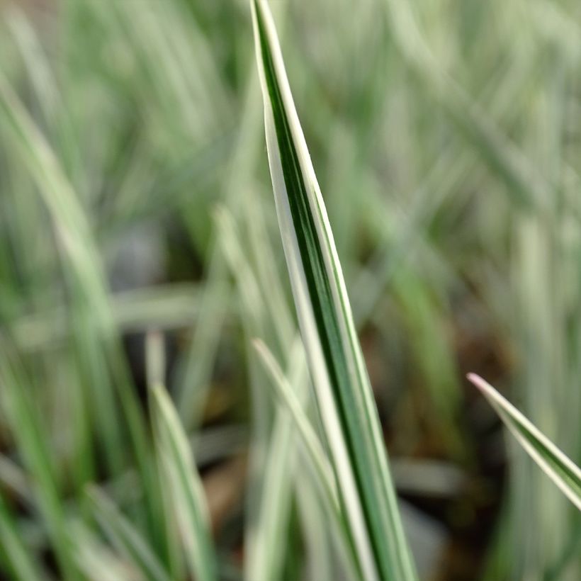 Arrhenatherum bulbosum Variegatum - Avena altissima (Fogliame)