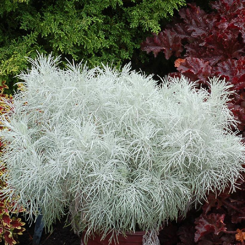 Artemisia mauiensis Makana Silver (Porto)