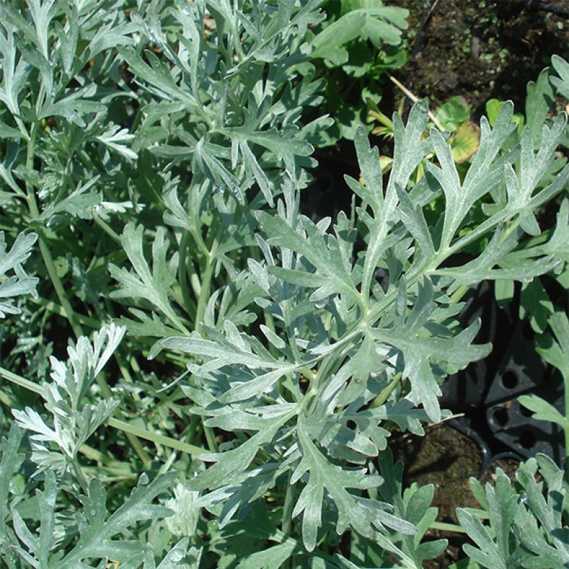 Artemisia absinthium Lambrook Silver - Assenzio vero (Fogliame)