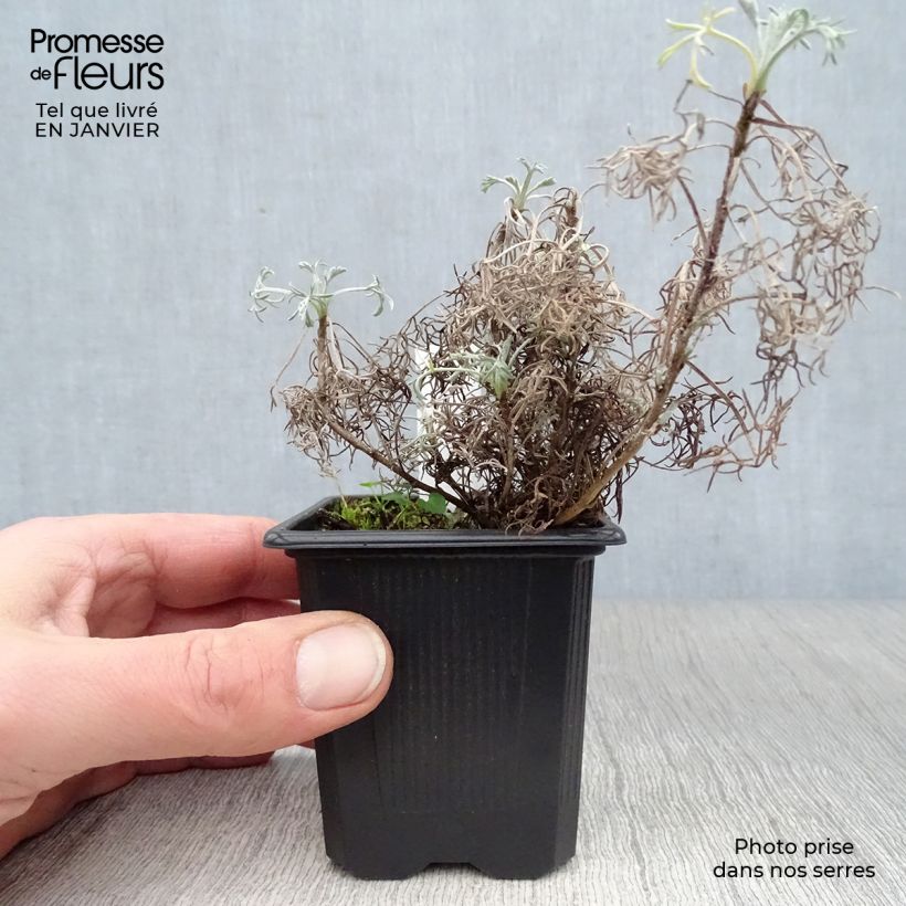 Artemisia Canescens - Armoise argentée Godet de 8 cm esemplare consegnato in inverno