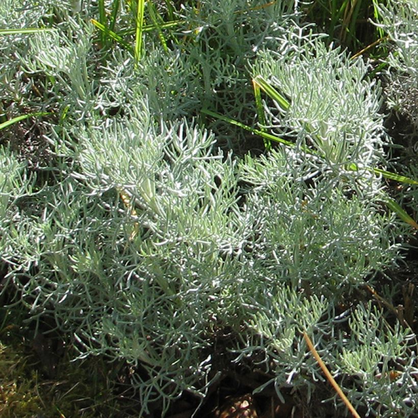 Artemisia alba Canescens - Assenzio maschio (Fogliame)