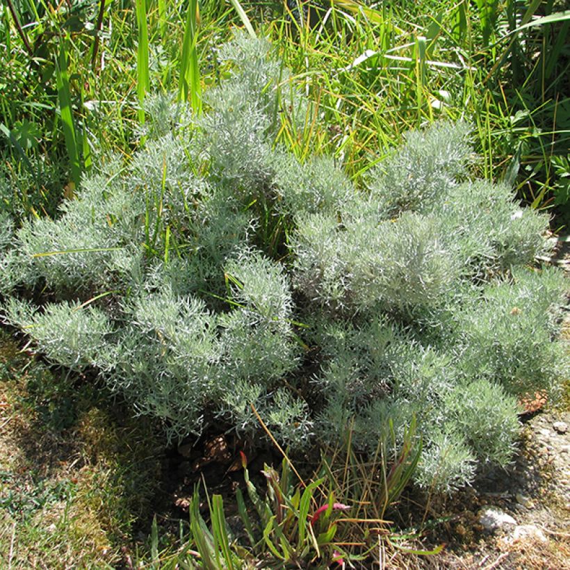 Artemisia alba Canescens - Assenzio maschio (Porto)