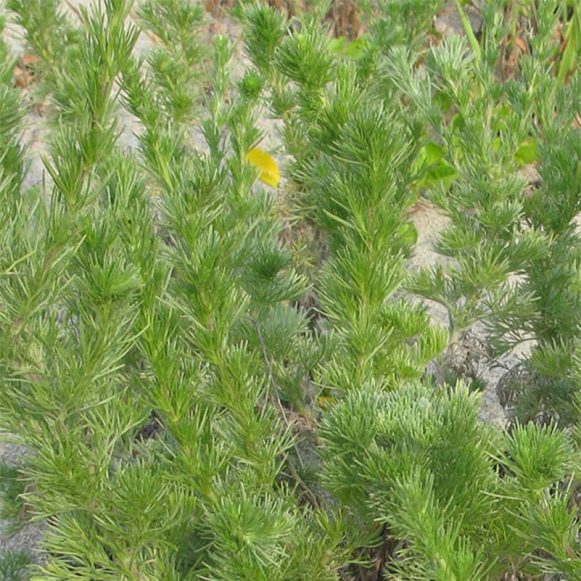 Artemisia capillaris (Fogliame)