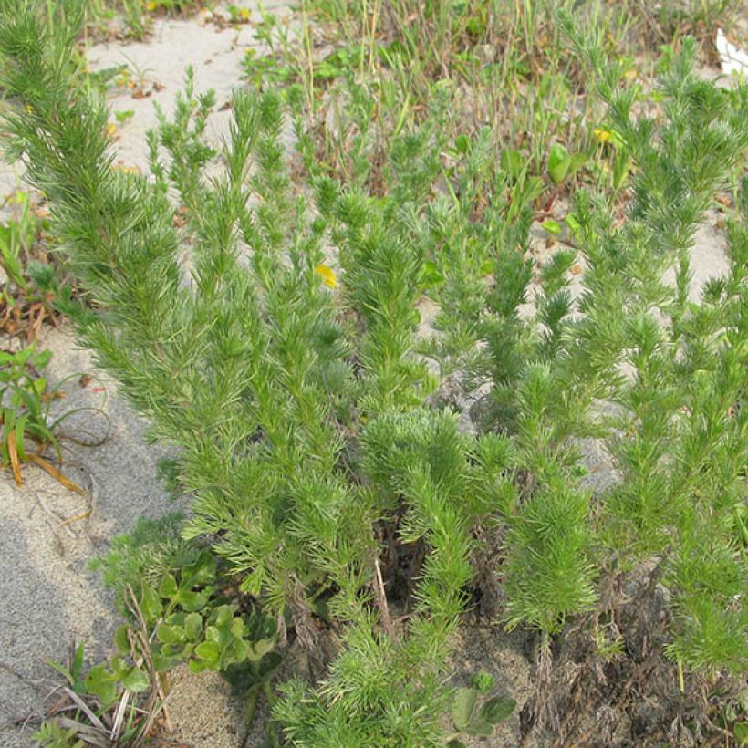 Artemisia capillaris (Porto)