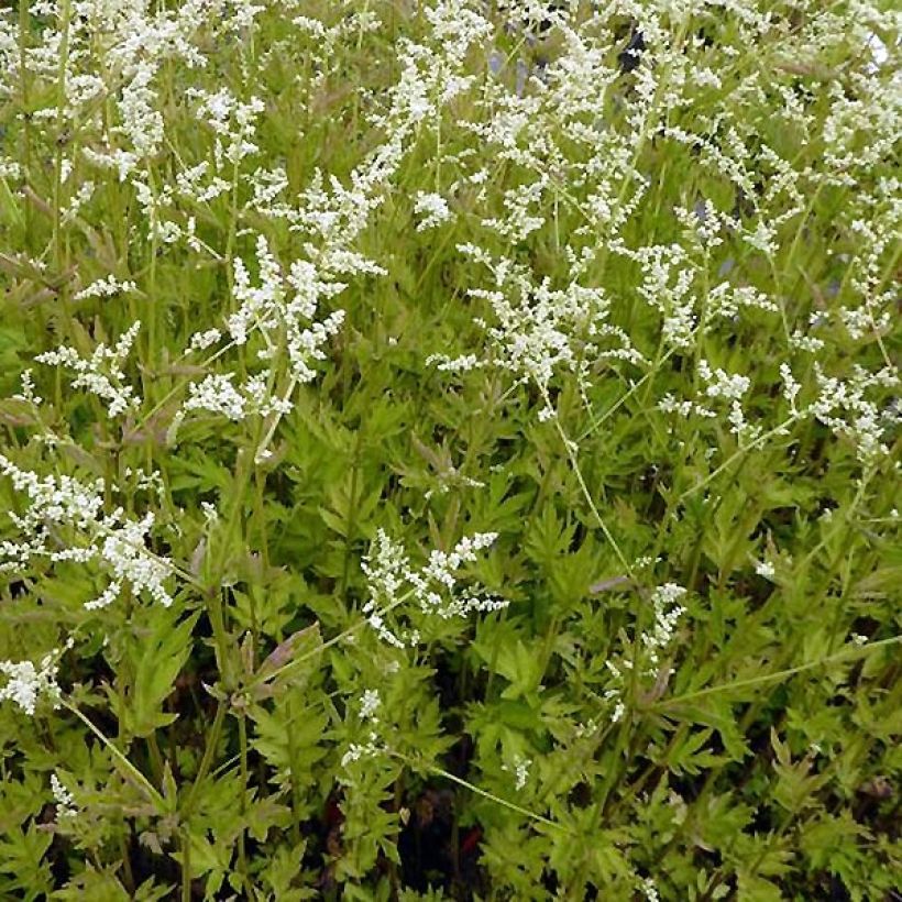 Artemisia lactiflora Jim Russel (Porto)