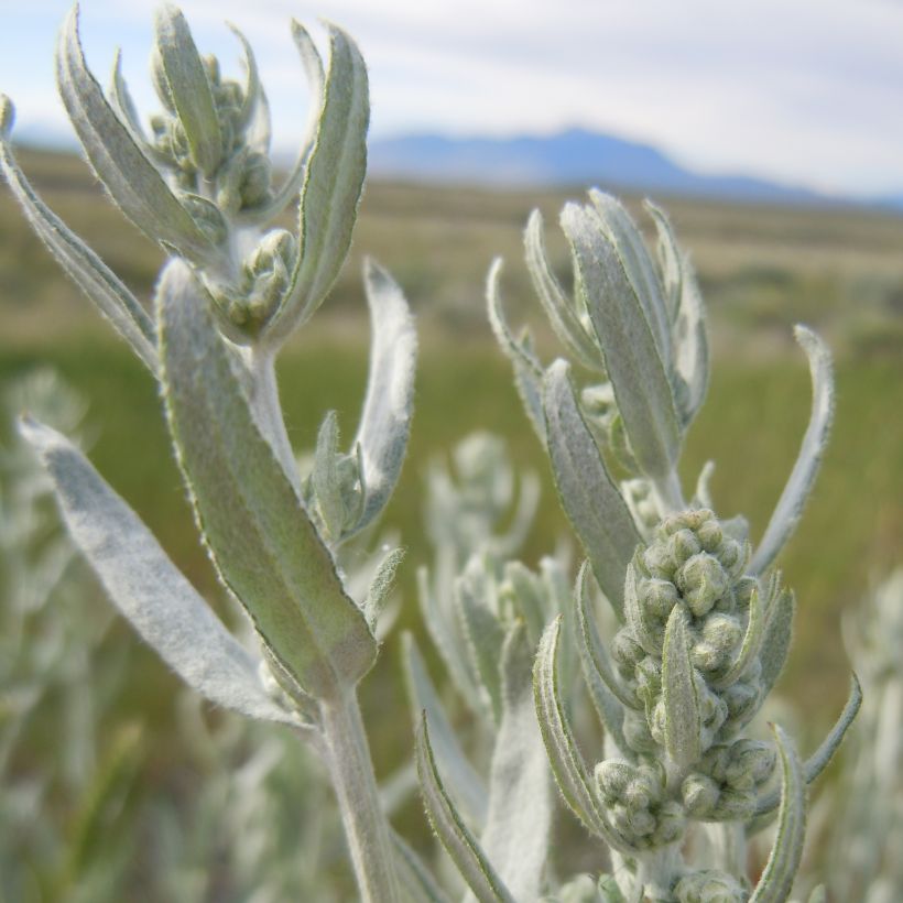 Artemisia ludoviciana subsp. latiloba Latiloba (Fogliame)