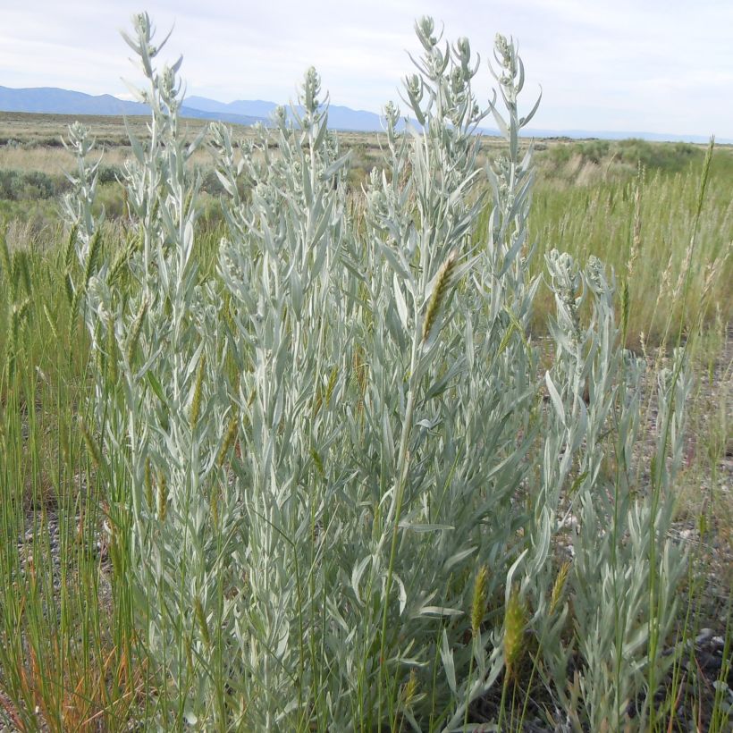 Artemisia ludoviciana subsp. latiloba Latiloba (Porto)