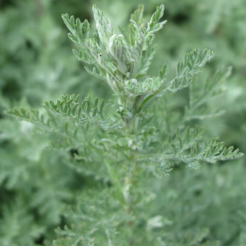 Artemisia pontica - Assenzio pontico (Fogliame)