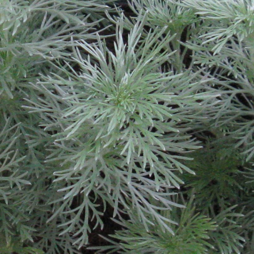 Artemisia schmidtiana Nana (Fogliame)