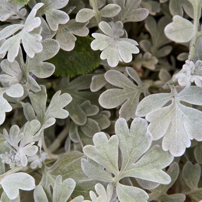 Artemisia stelleriana Boughton Silver (Fioritura)