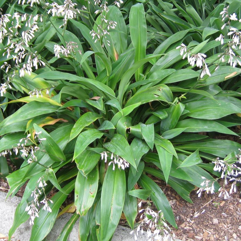 Arthropodium cirratum (Fogliame)