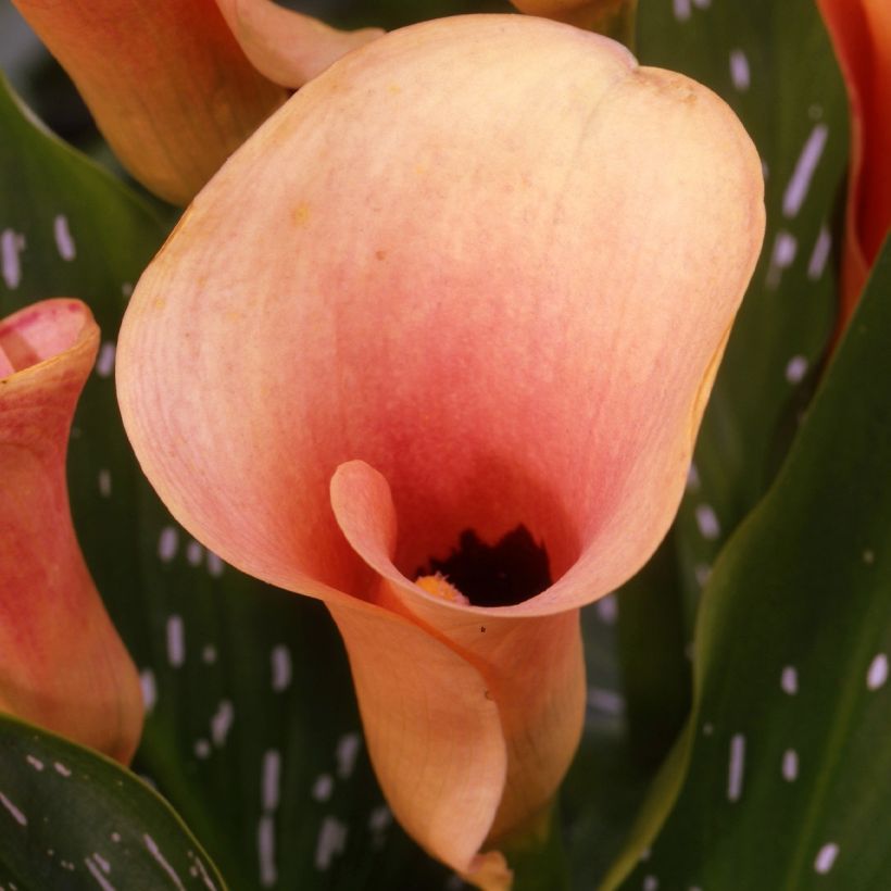 Zantedeschia Auckland - Calla (Fioritura)