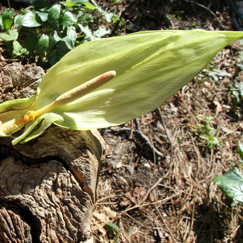 Arum italicum - Gìgaro chiaro (Fioritura)