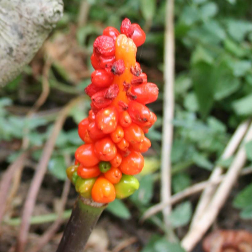 Arum italicum - Gìgaro chiaro (Raccolta)