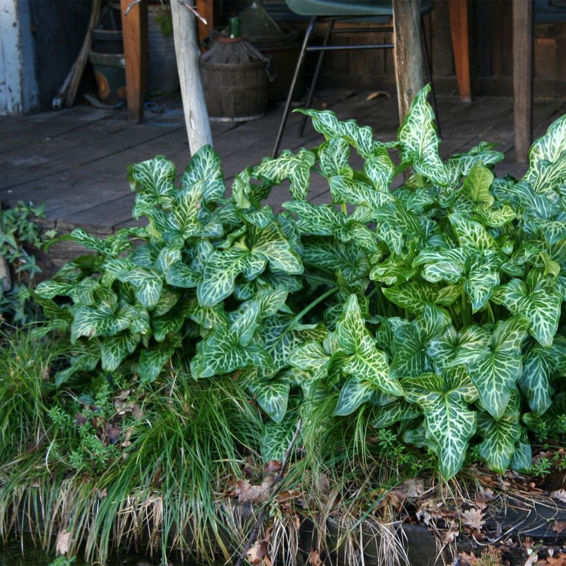 Arum italicum - Gìgaro chiaro (Porto)