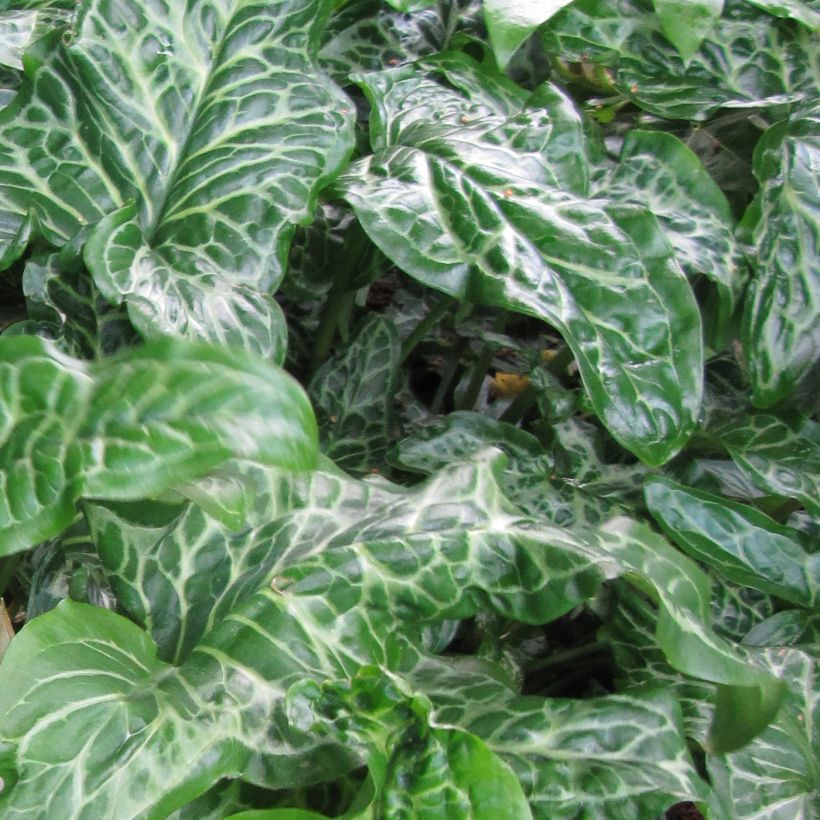 Arum italicum Marmoratum - Gìgaro chiaro (Fogliame)