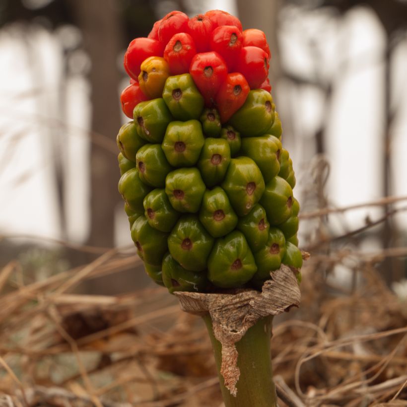 Arum italicum Marmoratum - Gìgaro chiaro (Raccolta)