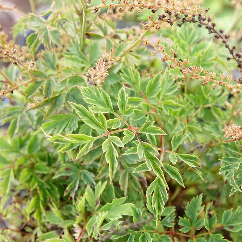 Aruncus Guinea Fowl - Barba di capra (Fogliame)