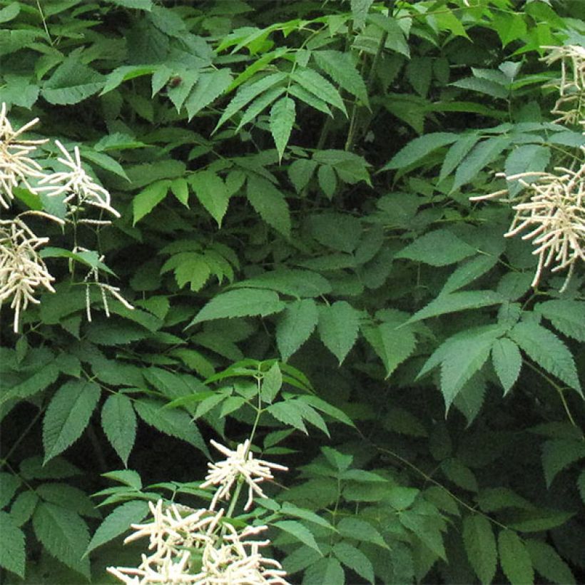 Aruncus sinensis Zweiweltenkind - Barba di capra (Fogliame)