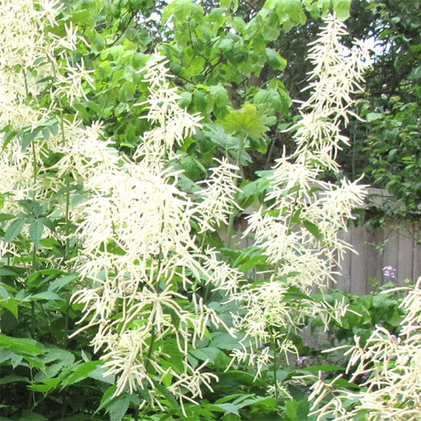 Aruncus sinensis Zweiweltenkind - Barba di capra (Fioritura)