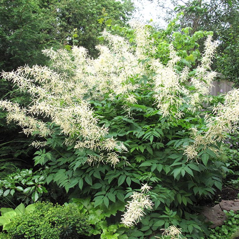 Aruncus sinensis Zweiweltenkind - Barba di capra (Porto)