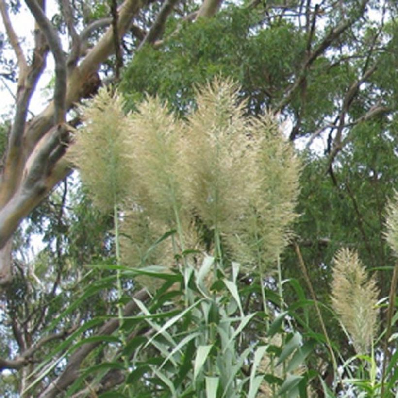 Arundo donax - Canna comune (Fioritura)