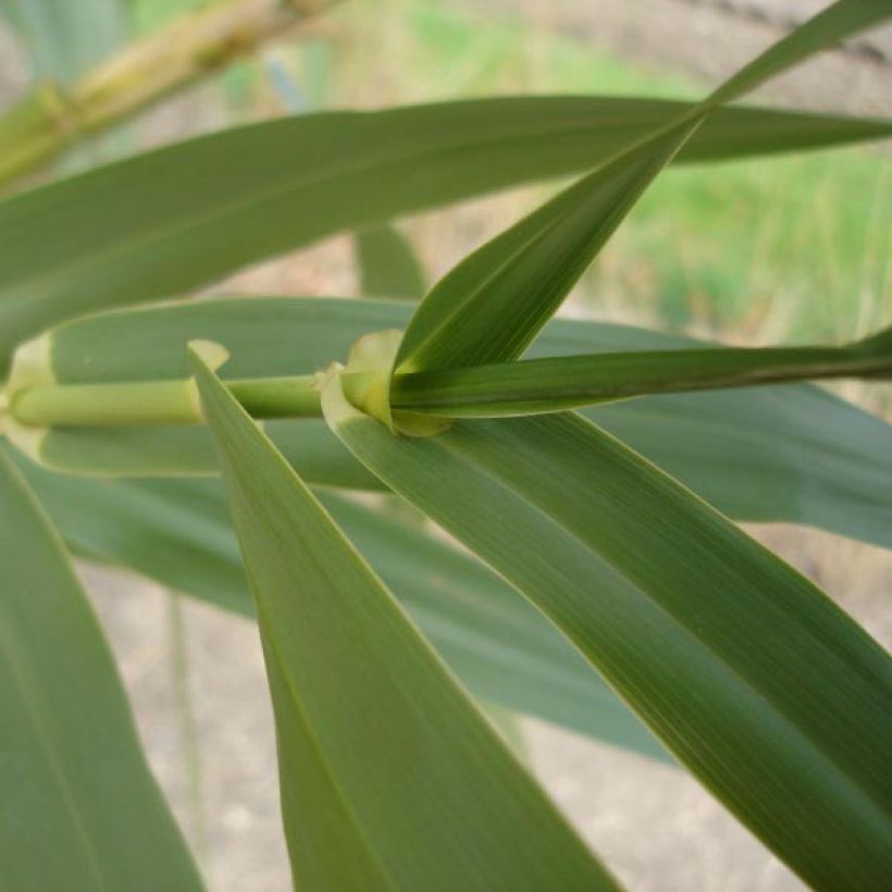 Arundo donax - Canna comune (Fogliame)