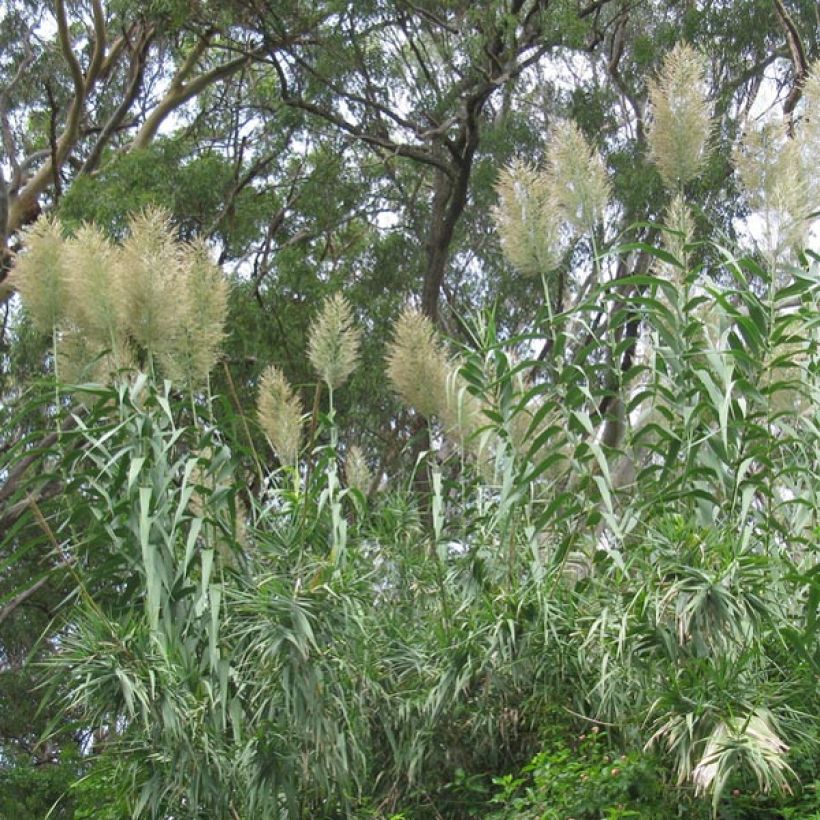 Arundo donax - Canna comune (Porto)