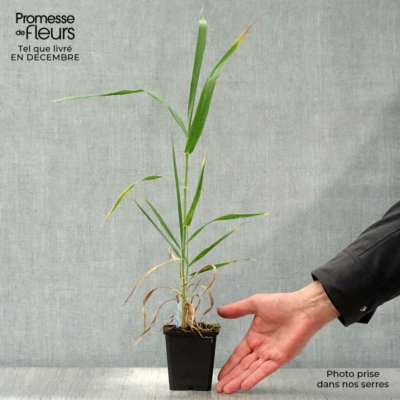 Arundo donax - Canne de Provence en godet de 9cm esemplare consegnato in inverno