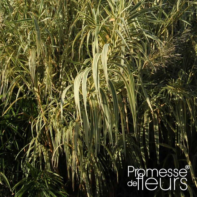 Arundo donax Aureovariegata - Canna comune (Fogliame)