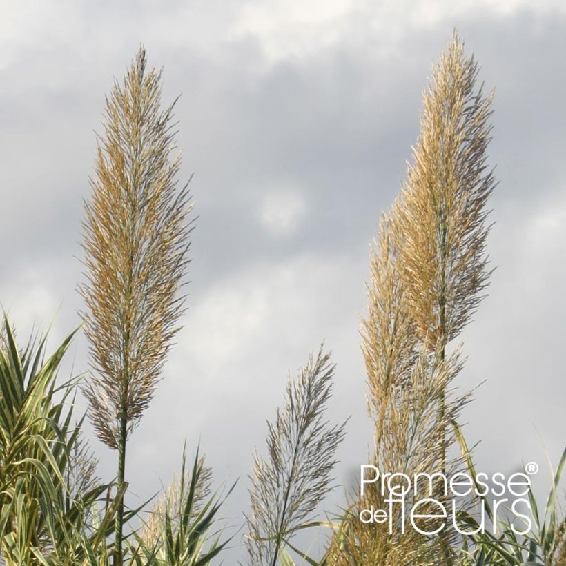 Arundo donax Aureovariegata - Canna comune (Fioritura)