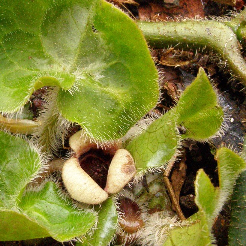 Asarum pulchellum - Asaro (Fioritura)