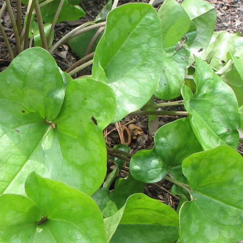 Asarum arifolium - Asaro (Fogliame)