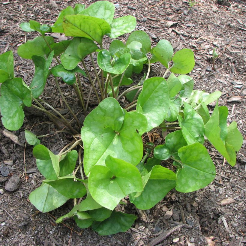 Asarum arifolium - Asaro (Porto)