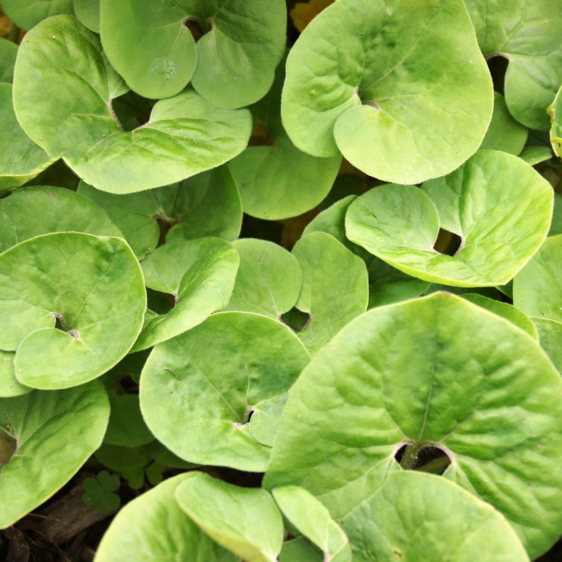 Asarum canadense - Asaro del Canadà (Fogliame)