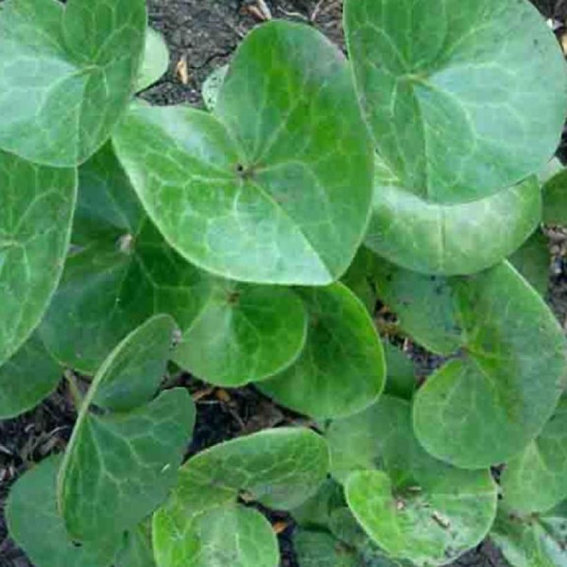 Asarum europaeum - Baccaro comune (Fogliame)