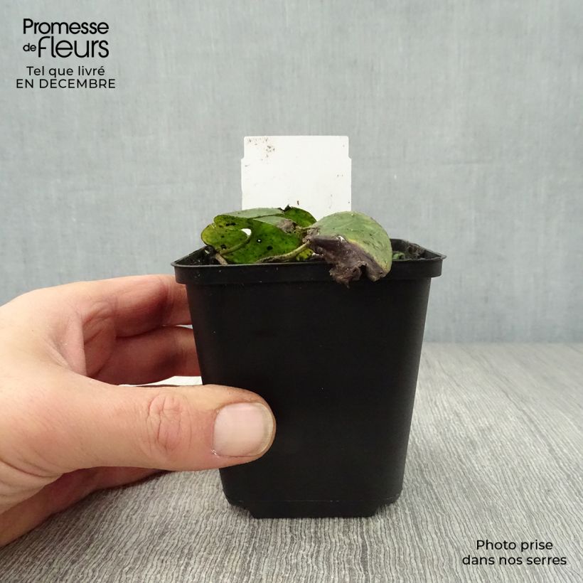 Asarum europaeum - Asaret d'Europe Godet de 9cm esemplare consegnato in inverno