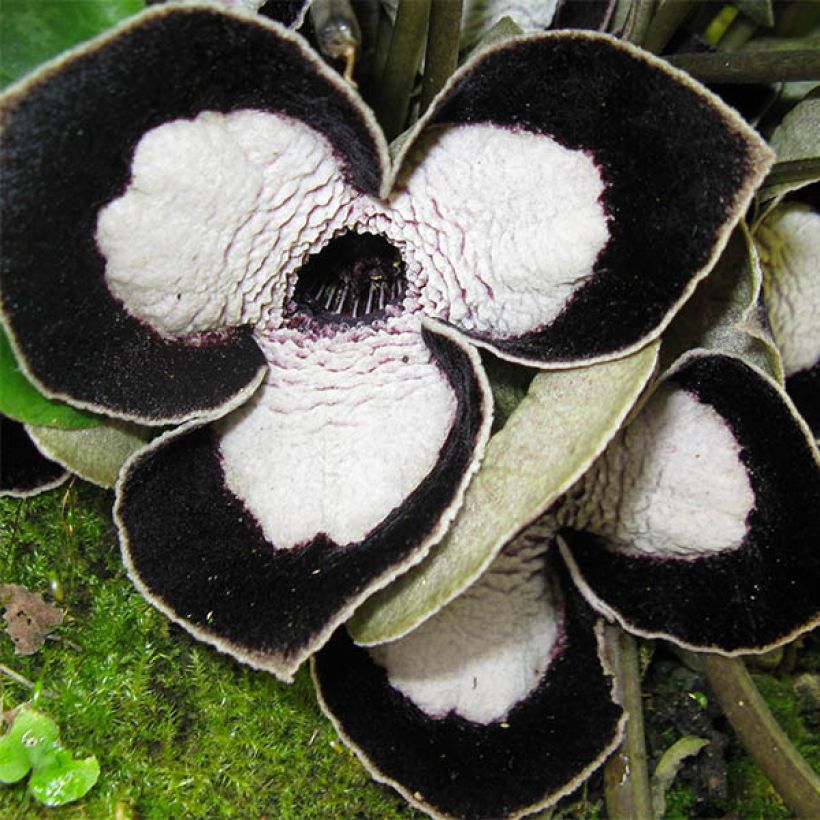 Asarum maximum Giant - Asaro (Fioritura)