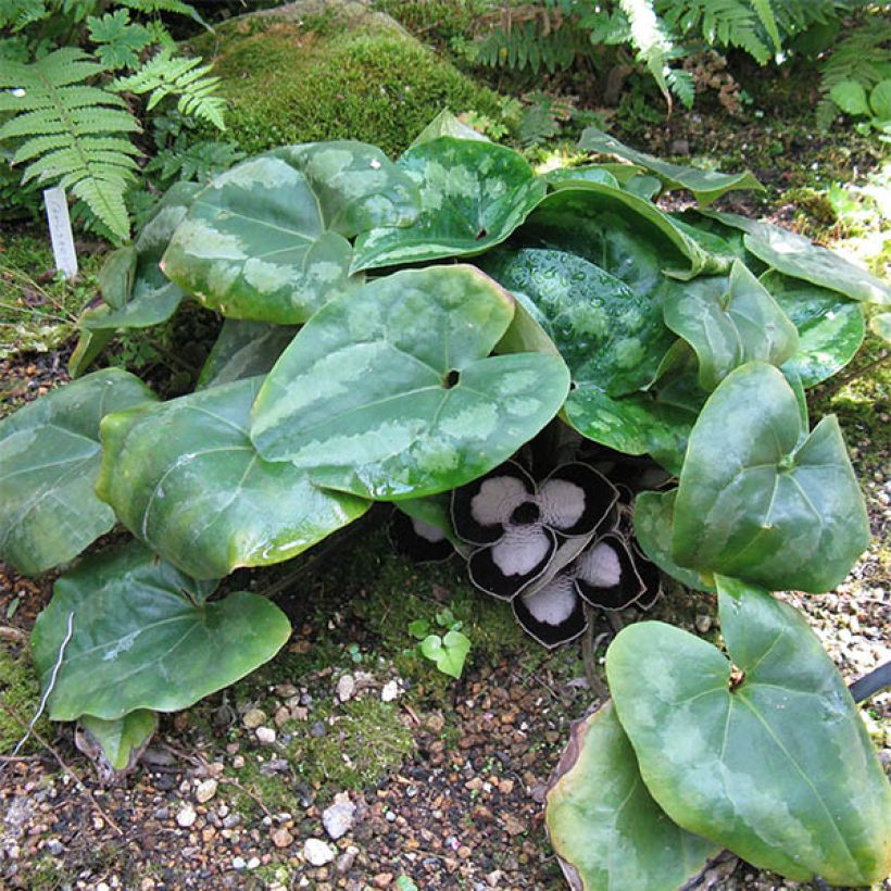 Asarum maximum Giant - Asaro (Porto)