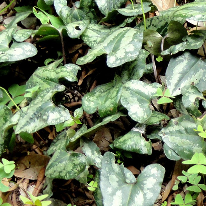 Asarum splendens - Asaro (Fogliame)