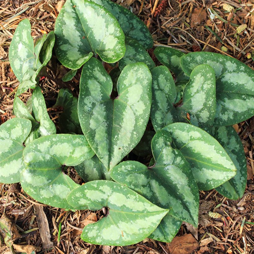 Asarum splendens - Asaro (Porto)