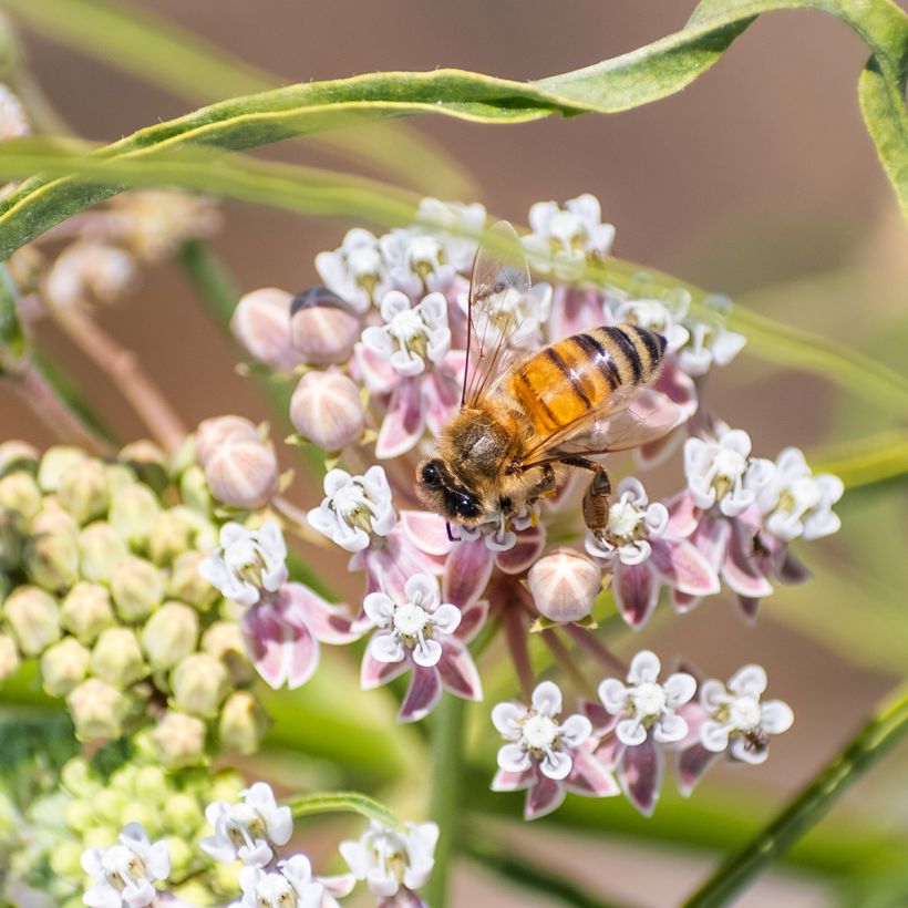 Asclepias fascicularis (Fioritura)