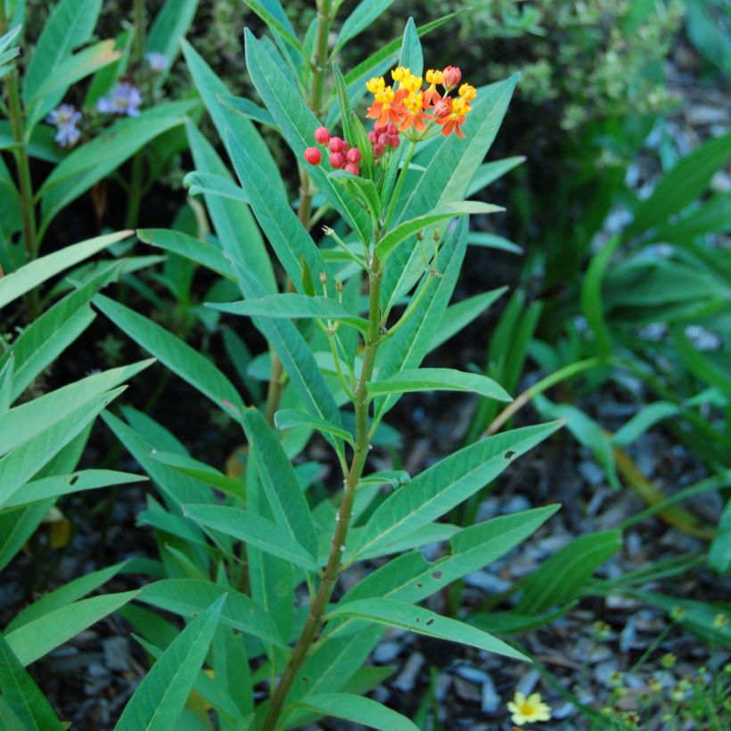 Asclepias curassavica - Asclepiade di Cuaraçao (Fogliame)