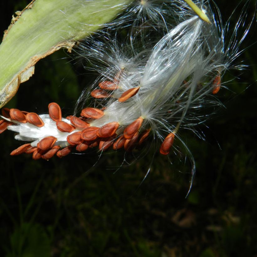 Asclepias curassavica - Asclepiade di Cuaraçao (Raccolta)