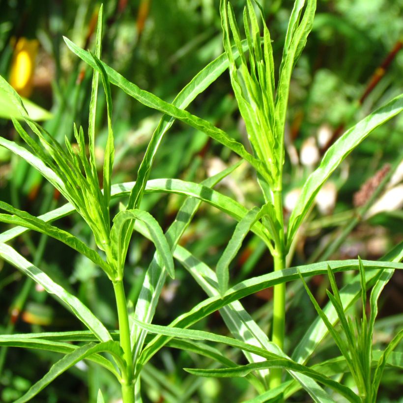 Asclepias fascicularis (Fogliame)