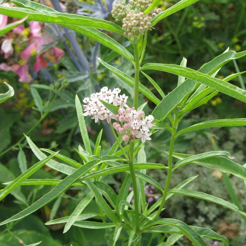 Asclepias fascicularis (Porto)