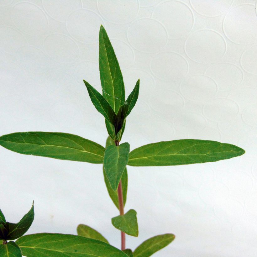 Asclepias incarnata (Fogliame)