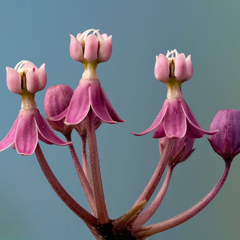 Asclepias incarnata (Fioritura)