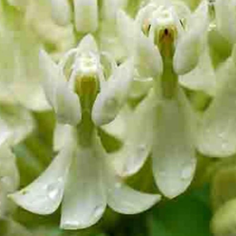 Asclepias incarnata Ice Ballet (Fioritura)